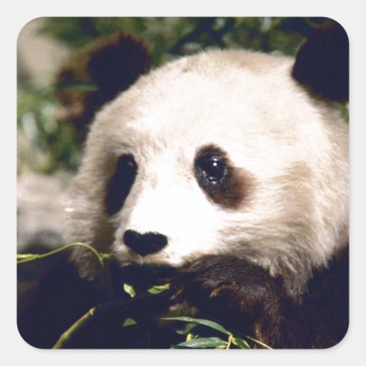 Sticker Wildlife White Sweet Panda Bären Face (Vorderseite)