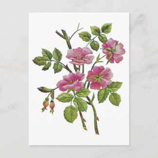 Stickereien Rosa Alte englische Rose Postkarte