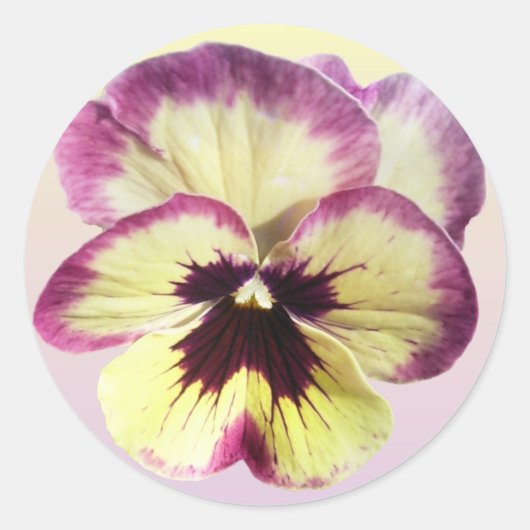Stickers - Burgundy Blotch Pansy (Vorderseite)