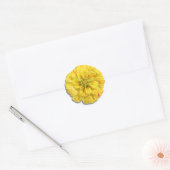 Stickers - Candy Stripe Zinnia (Umschlag)
