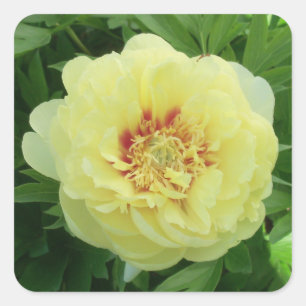 STICKERS Garden Lovely Bartzella Yellow Peony Foto