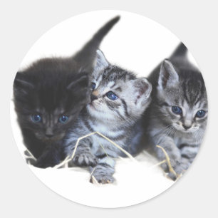 Stickers Katzenliebhaber