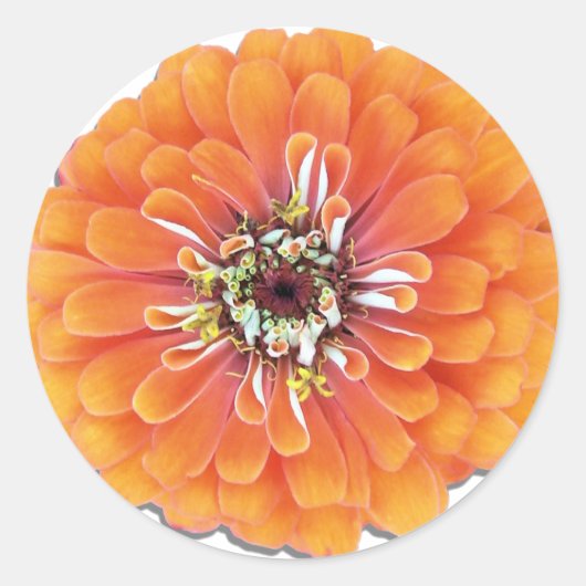 Stickers - Orange Zinnia (Vorderseite)