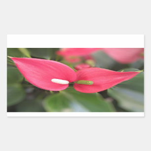 Stickers - Red Anthurium Twins