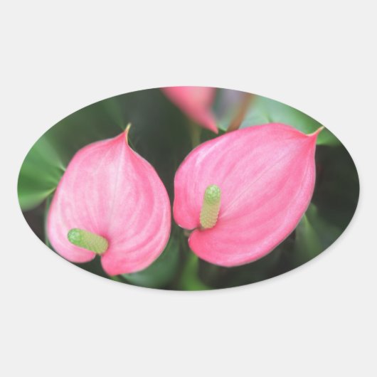 Stickers - rosa Anthurium Twins (Vorderseite)