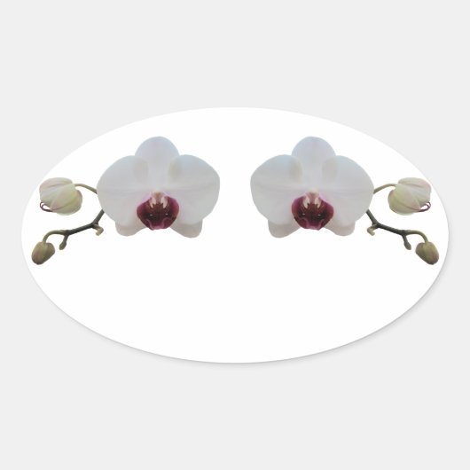 Stickers - Ruby-Lipped White Orchid (Vorderseite)