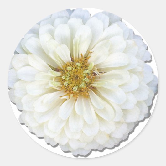 Stickers - White Zinnia (Vorderseite)