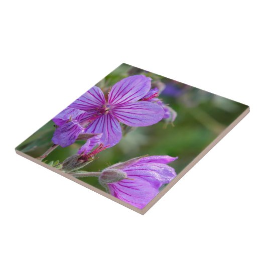 Stickige Wildblumen aus Geranium Fliese (Seite)