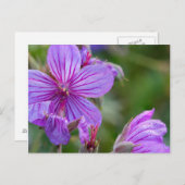 Stickige Wildblumen aus Geranium Postkarte (Vorne/Hinten)