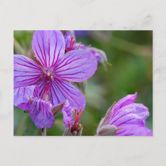 Stickige Wildblumen aus Geranium Postkarte (Vorderseite)