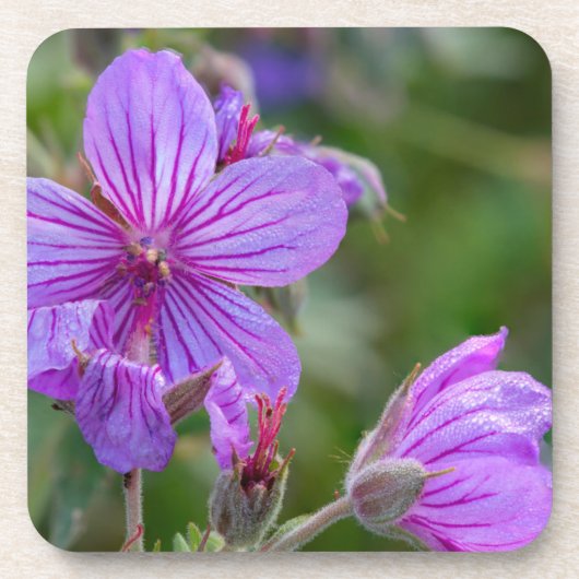 Stickige Wildblumen aus Geranium Untersetzer (Vorderseite)