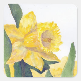 Stickr Yellow Daffodin auf Nantucket Quadratischer Aufkleber