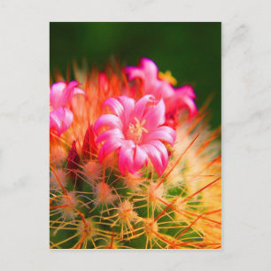 Sticky Beauty Cacti Cactus Blume Postkarte