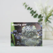 Sticky Frog Just Sprichwort Hallo Postkarte (Stehend Vorderseite)