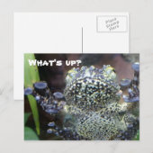 Sticky Frog Just Sprichwort Hallo Postkarte (Vorne/Hinten)