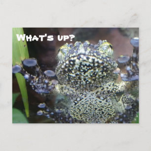 Sticky Frog Just Sprichwort Hallo Postkarte