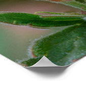 Sticky-Geranium-Wildblumen Poster (Ecke)