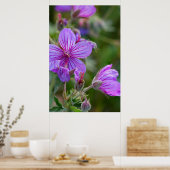 Sticky-Geranium-Wildblumen Poster (Küche)