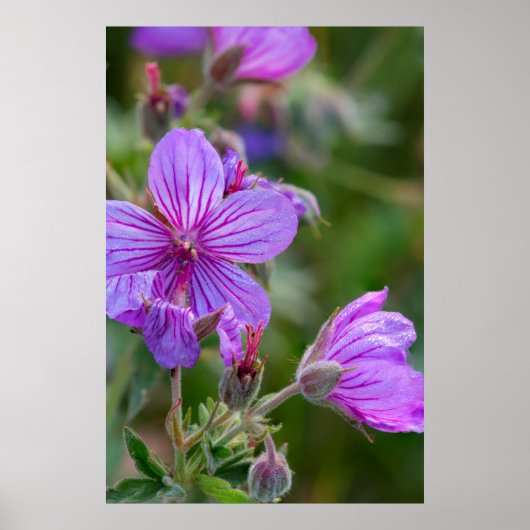Sticky-Geranium-Wildblumen Poster (Vorne)