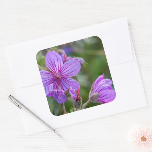 Sticky-Geranium-Wildblumen Quadratischer Aufkleber (Umschlag)