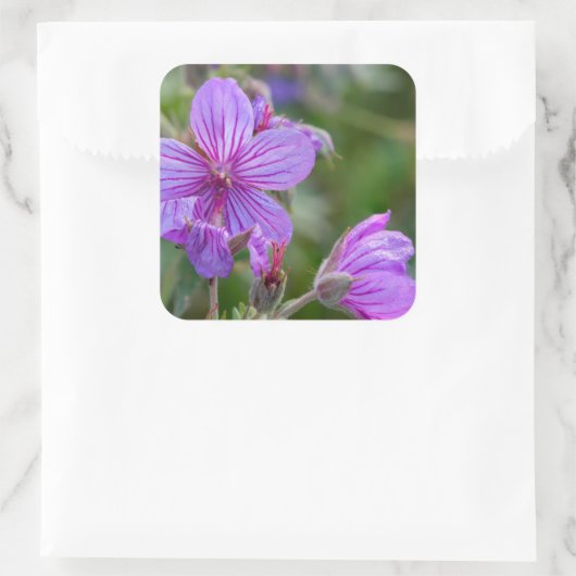Sticky-Geranium-Wildblumen Quadratischer Aufkleber (Tasche)