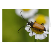 Stictoleptura rubra (Vorderseite (Horizontal))