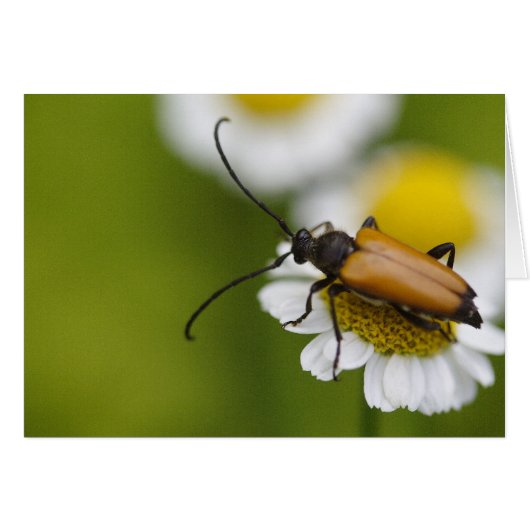 Stictoleptura rubra (Vorderseite (Horizontal))