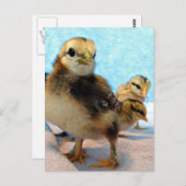 Stiefel und Freunde, Hühner Postkarte (Vorne/Hinten)