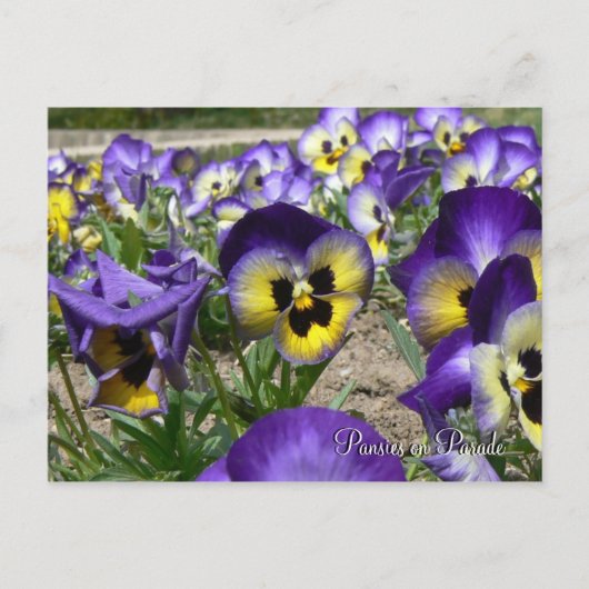 Stiefmütterchen auf Parade Postkarte (Vorderseite)
