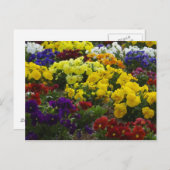 Stiefmütterchen auf Postkarte (Vorne/Hinten)