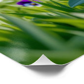 Stiefmütterchen-Blume Poster (Ecke)
