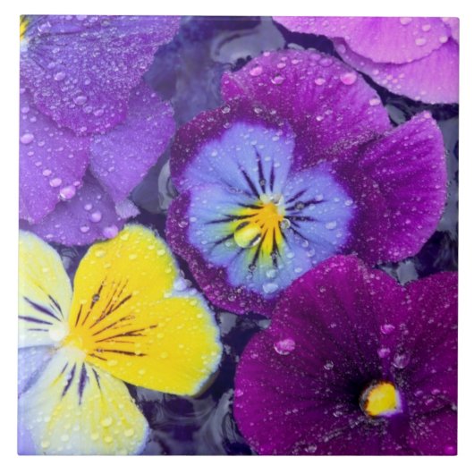 Stiefmütterchen-Blumen schwimmen im Vogelbad mit T Fliese (Vorderseite)