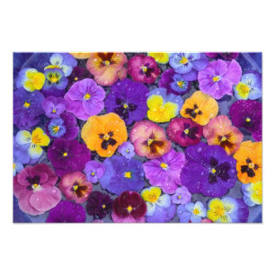 Stiefmütterchen-Blumen schwimmen im Vogelbad mit T Fotodruck