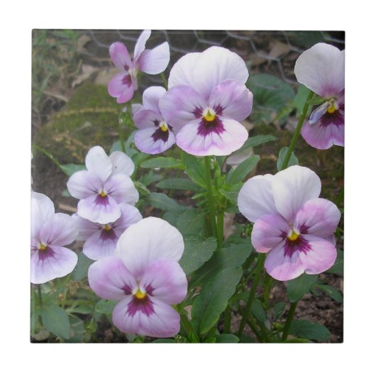 Stiefmütterchen Fliese (Vorderseite)