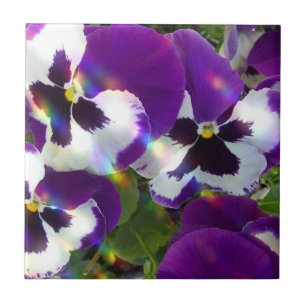 Stiefmütterchen Fliesen oder Trivets