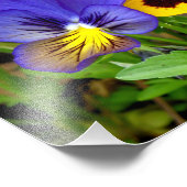 Stiefmütterchen Fotodruck (Ecke)