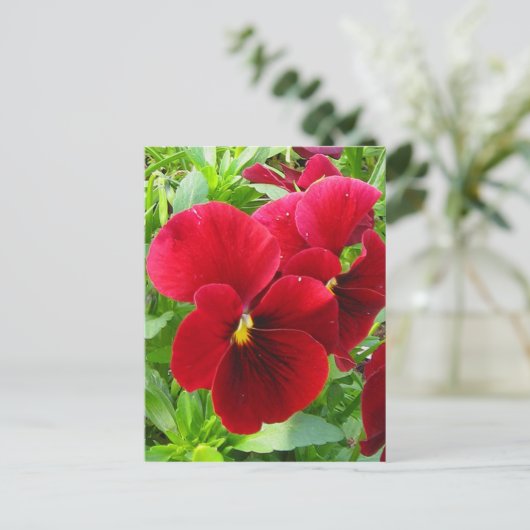 Stiefmütterchen im April Postkarte (Stehend Vorderseite)