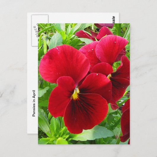 Stiefmütterchen im April Postkarte (Vorne/Hinten)