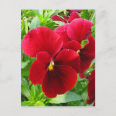 Stiefmütterchen im April Postkarte (Vorderseite)