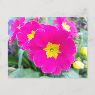 Stiefmütterchen in Rosa auf der Postkarte vom Park