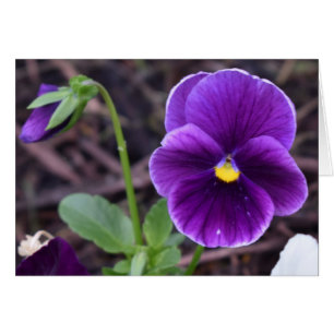 Stiefmütterchen, Karte