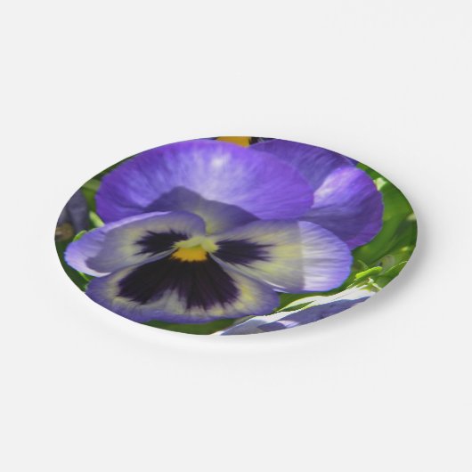 Stiefmütterchen Life Pappteller (Schrägansicht)