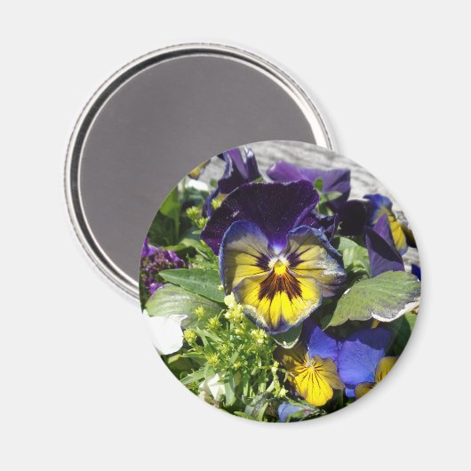 STIEFMÜTTERCHEN! MAGNET (Vorderseite/Rückseite)