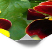 Stiefmütterchen ~ Poster (Ecke)