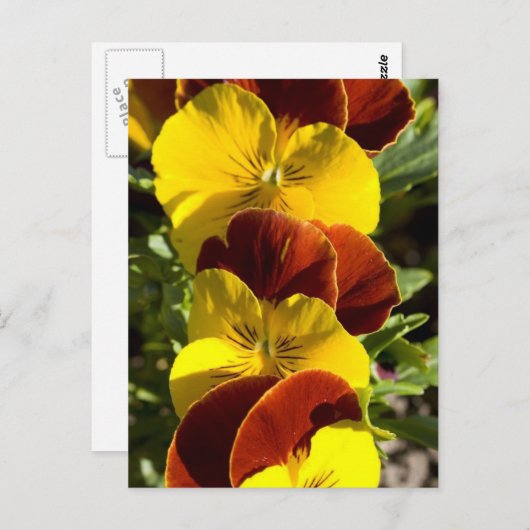 Stiefmütterchen Postkarte (Vorne/Hinten)