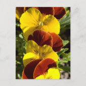 Stiefmütterchen Postkarte (Vorderseite)