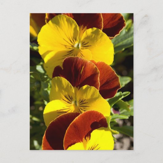 Stiefmütterchen Postkarte (Vorderseite)