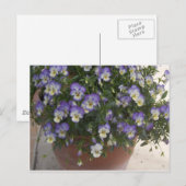 Stiefmütterchen Postkarte (Vorne/Hinten)