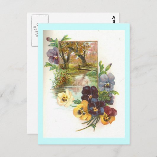 Stiefmütterchen Postkarte (Vorne/Hinten)