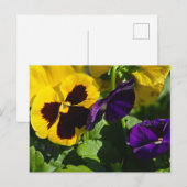 Stiefmütterchen Postkarte (Vorne/Hinten)